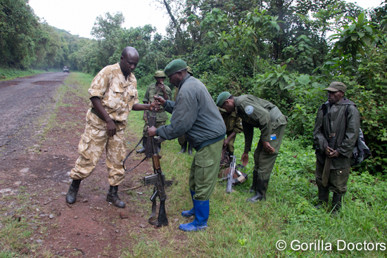 Gorilla Doctors Help Rescue Orphan Grauer's Gorilla Poached by DRC Rebels