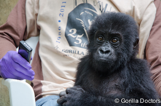 Concern Mounts for Grauer’s Gorillas in DRC Following the Rescue of Two Poached Infants